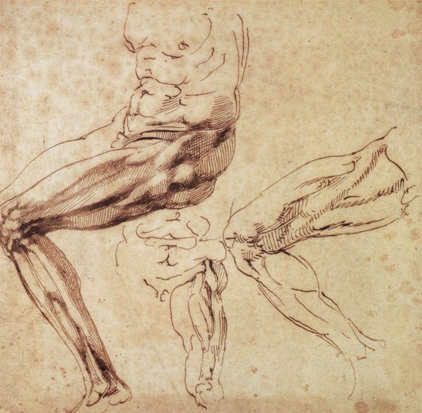 Three Studies of a Leg